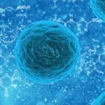 stem-cell stem cell