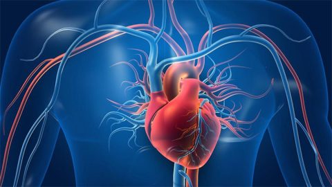 Stem Cell Treatment for Cardiovascular in Delhi, India