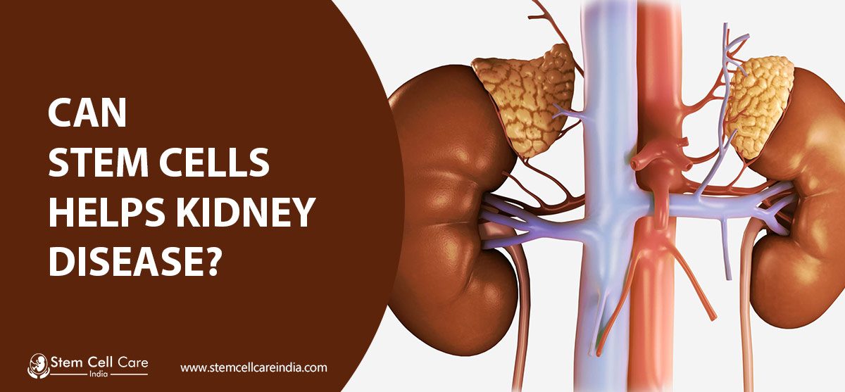 Can stem cells help kidney disease?