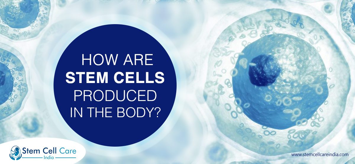 How Are Stem Cells Produced In The Body?