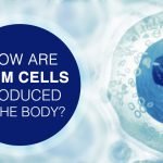 How Are Stem Cells Produced In The Body?