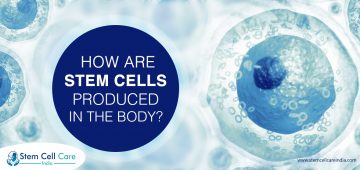 How Are Stem Cells Produced In The Body?