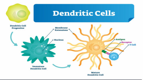dendritic cells