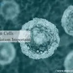 Why Stem Cells Differentiation Important