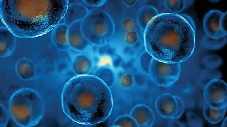 Study Finds how to Upsurge the Survival Time of Stem Cells