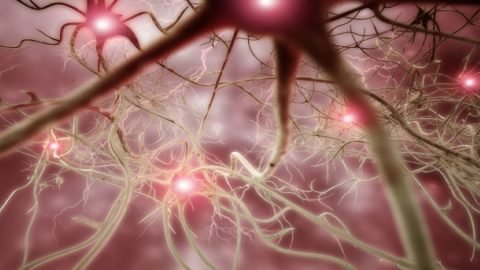 Nerve growth factor