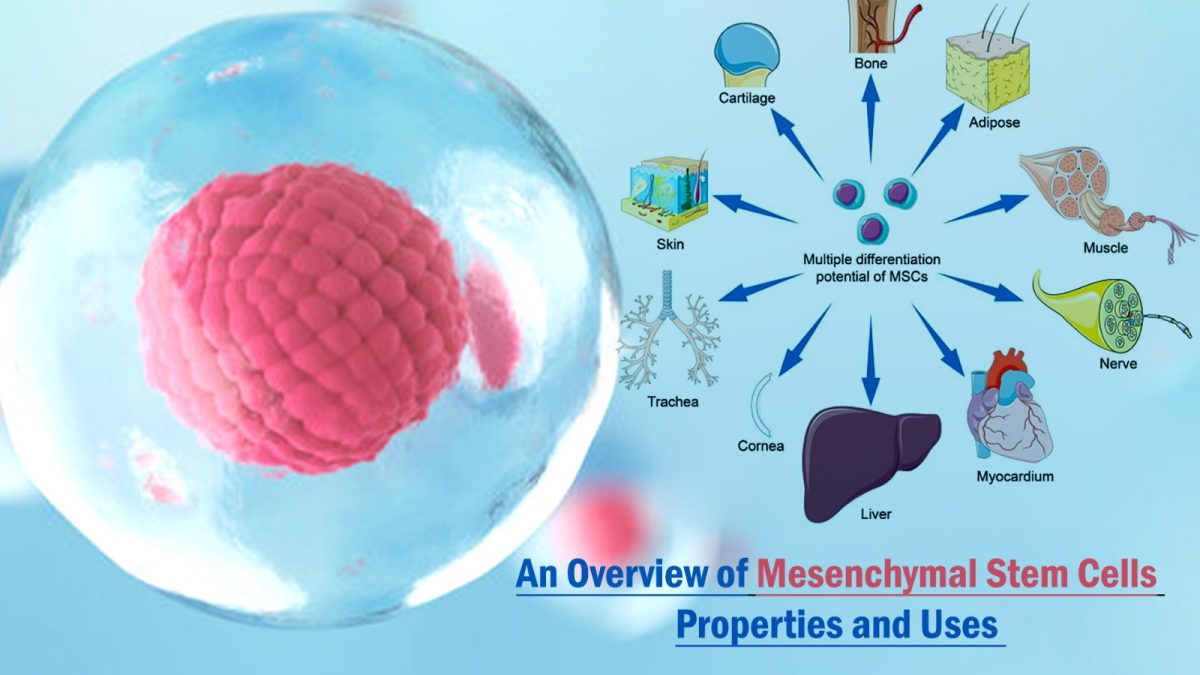 Mesenchymal Stem Cells