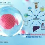 Mesenchymal Stem Cells