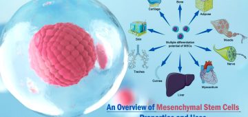 Mesenchymal Stem Cells