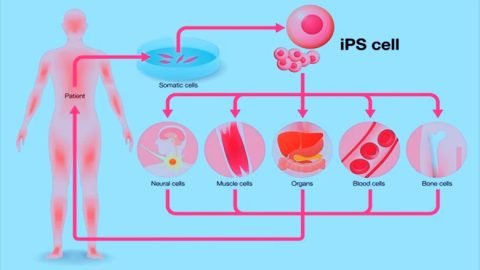 Induced Pluripotent Stem Cell India - StemCellCareIndia Home