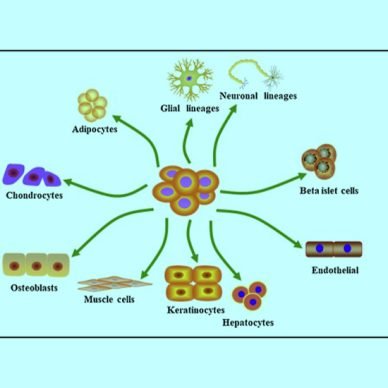 Adipose Stem Cells in India- Stem Cell Care India