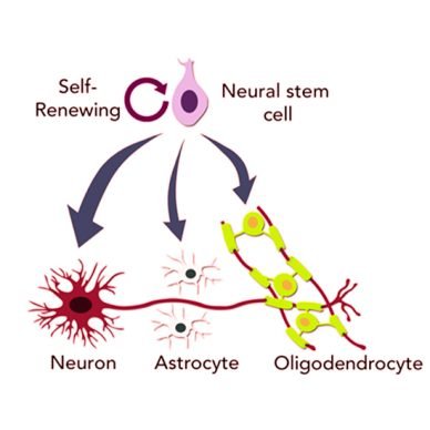 Neural Stem Cells in India- Stem Cell Care India