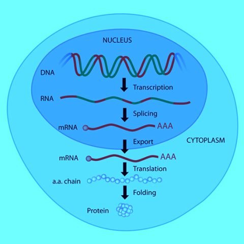 Advantages and Futuristic Approach of MRNA Technology