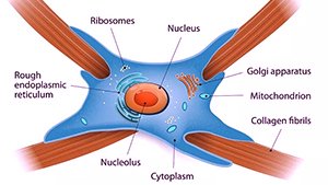 Connective Tissue