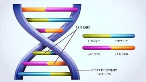Deoxyribonucleic
