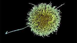 Natural Killer Cells