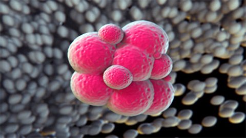 Benefits of Therapeutic Cloning in Stem Cell Science- Stem Cell Care India