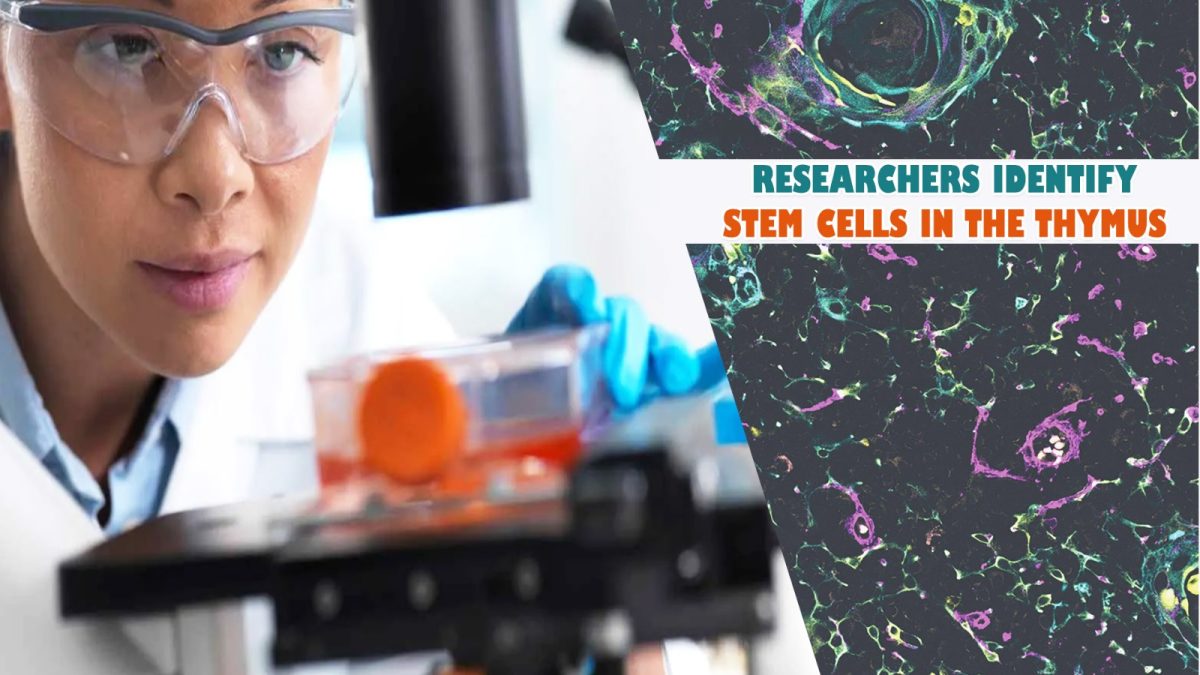 Stem Cells in the Thymus