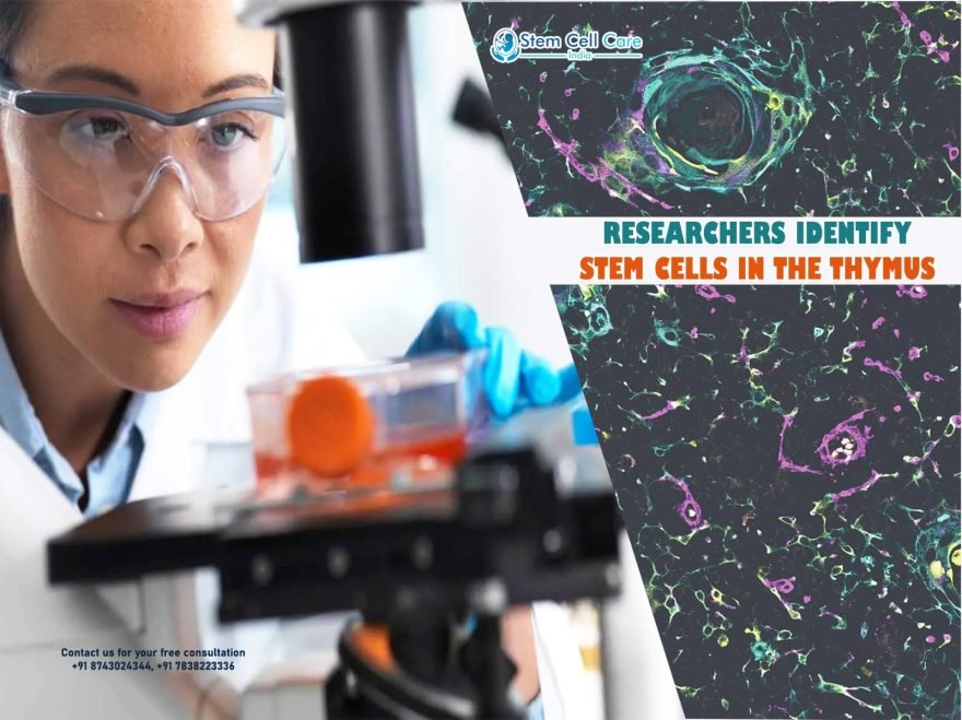 Stem Cells in the Thymus