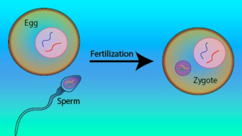 Human Zygote Diagram Human Zygote Diagram
