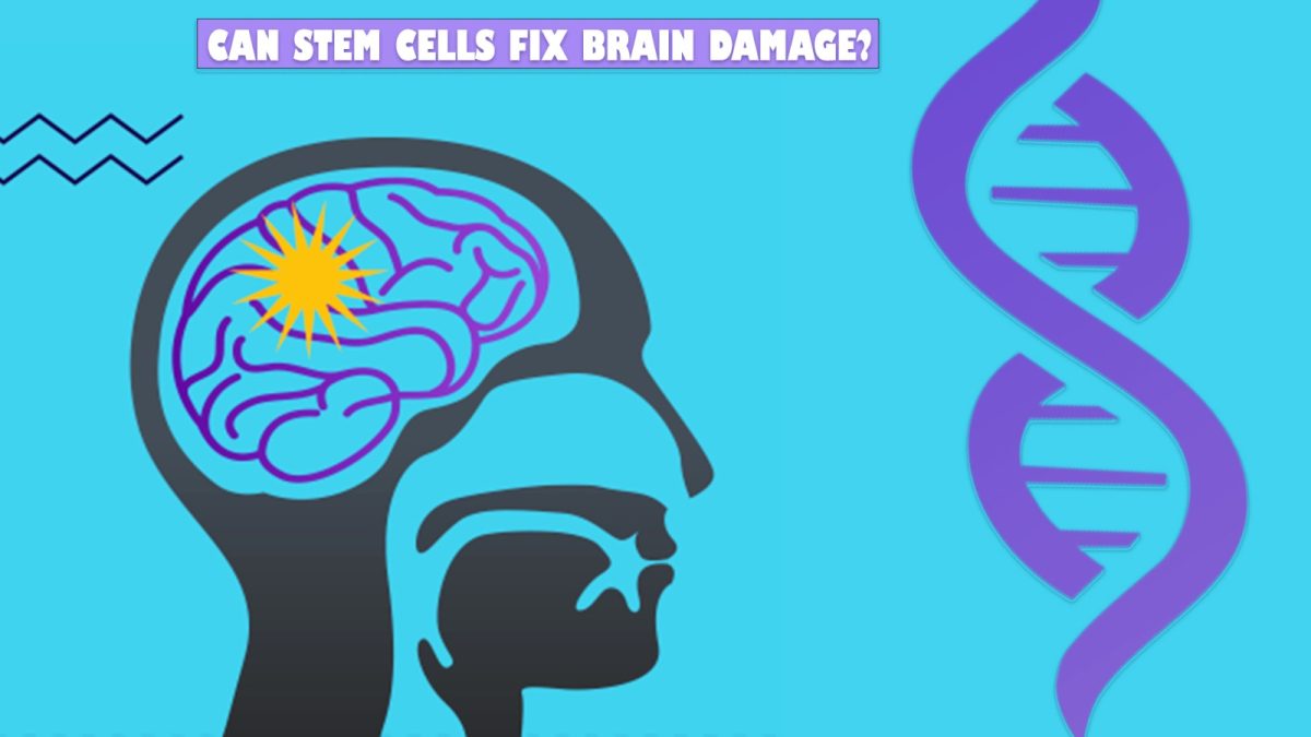 Can Stem Cells Fix Brain Damage?