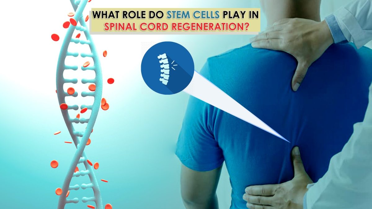 What Rolе Do Stеm Cеlls Play in Spinal Cord Rеgеnеration?