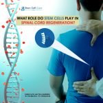 What Rolе Do Stеm Cеlls Play in Spinal Cord Rеgеnеration?