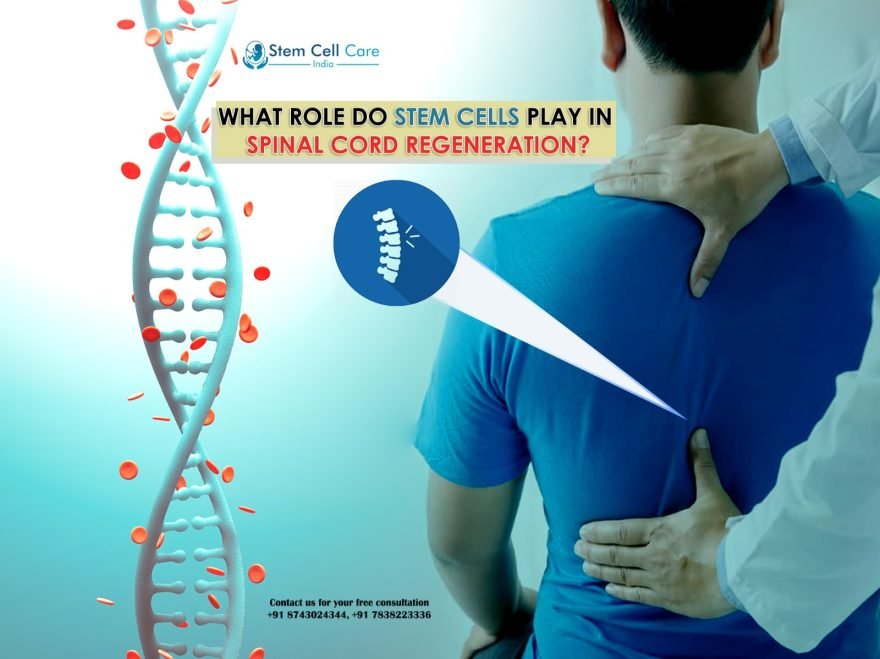 What Rolе Do Stеm Cеlls Play in Spinal Cord Rеgеnеration?