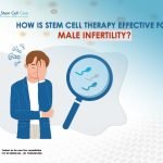 How Is Stem Cell Therapy Effective for Male Infertility?