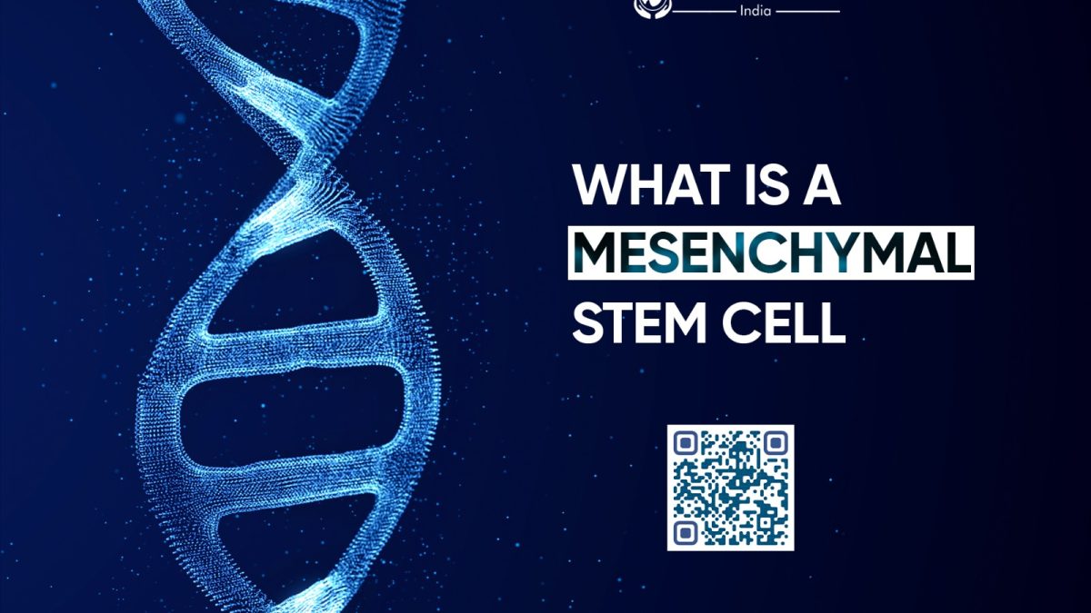 Mesenchymal Stem Cell