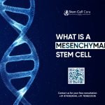 Mesenchymal Stem Cell