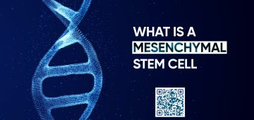Mesenchymal Stem Cell