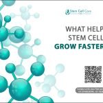 What Helps Stem Cells Grow Faster?