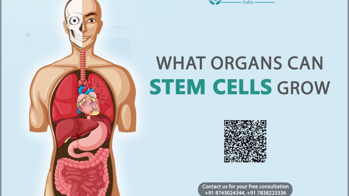 What Organs Can Stem Cells Grow?