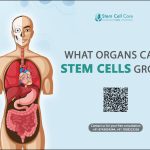 What Organs Can Stem Cells Grow?