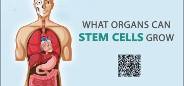 What Organs Can Stem Cells Grow?