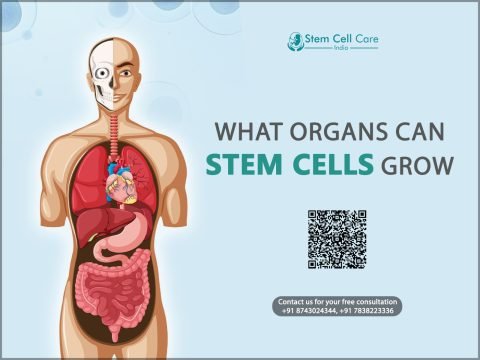 What Organs Can Stem Cells Grow?
