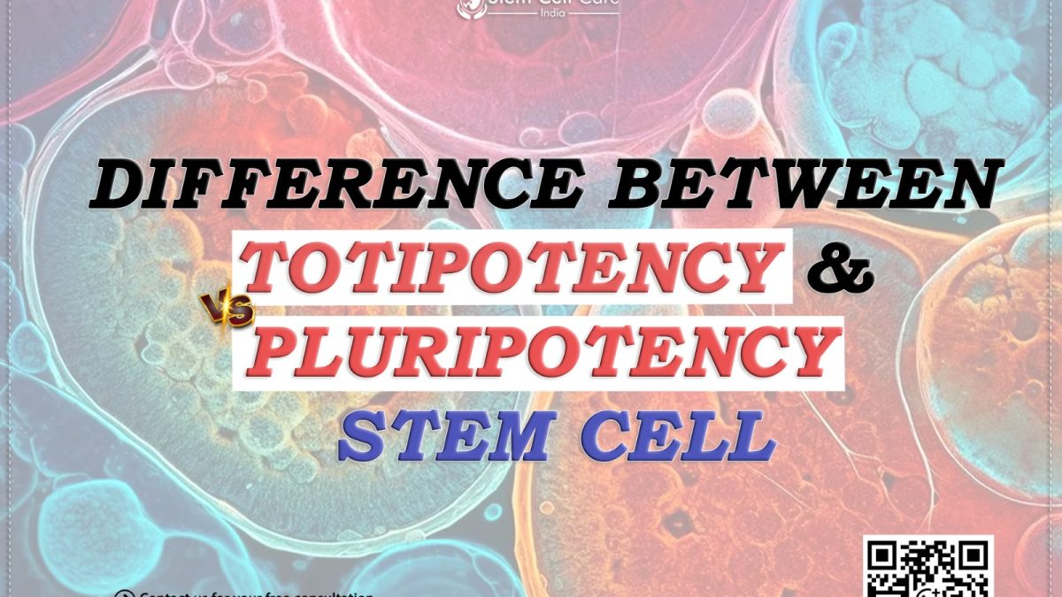 Difference Between Totipotency and Pluripotency in Stem Cells