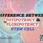 Difference Between Totipotency and Pluripotency in Stem Cells