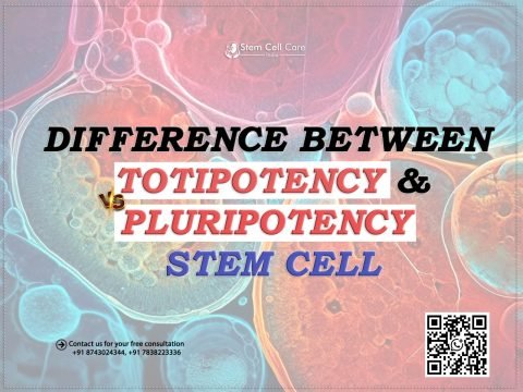 Difference Between Totipotency and Pluripotency in Stem Cells