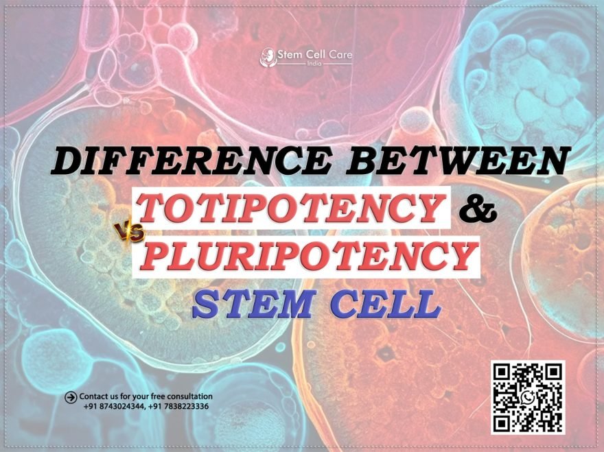Difference Between Totipotency and Pluripotency in Stem Cells