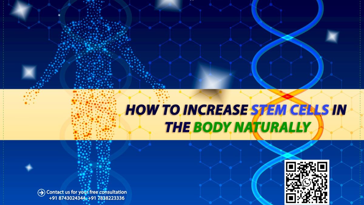 How to Increase Stem Cells in the Body Naturally?
