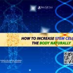 How to Increase Stem Cells in the Body Naturally?
