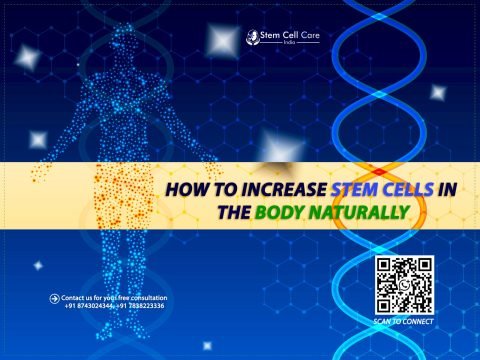 How to Increase Stem Cells in the Body Naturally?