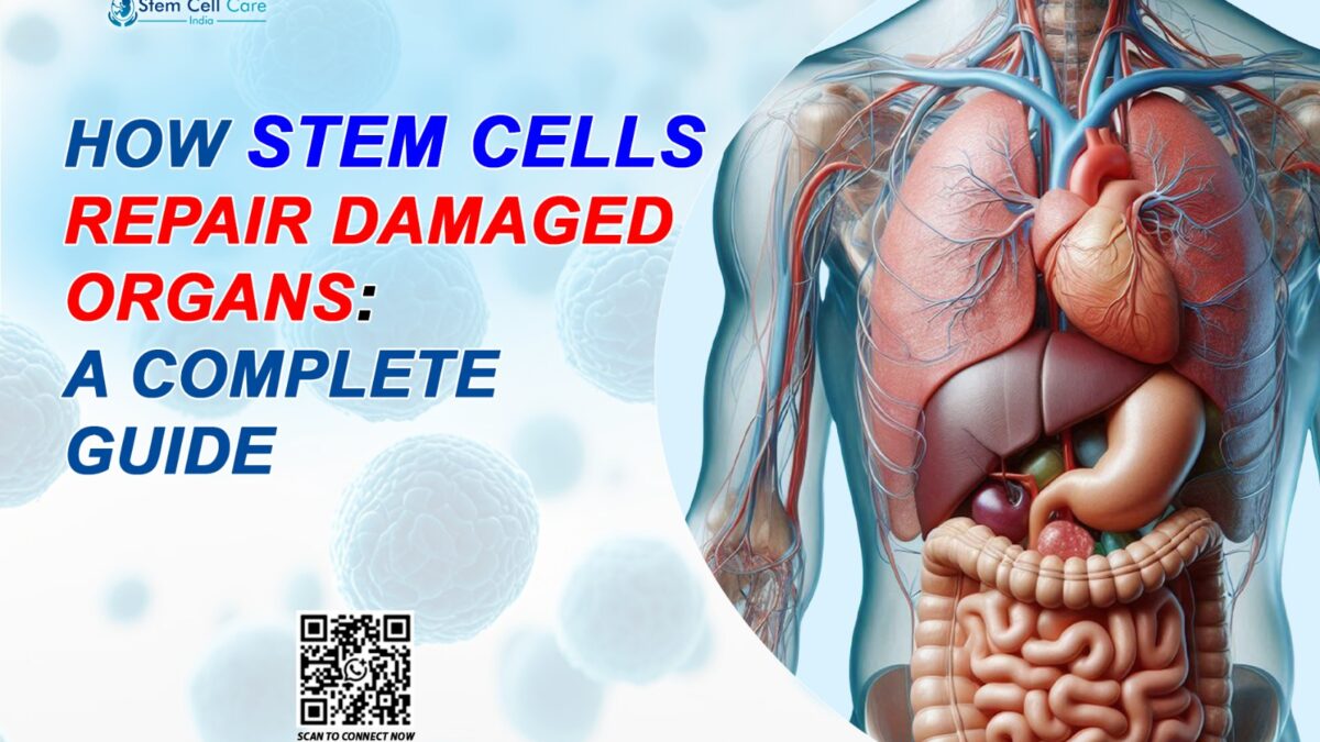 Stem Cells