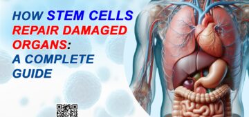 Stem Cells
