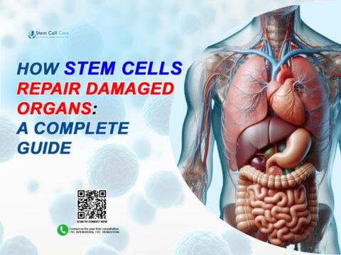 Stem Cells