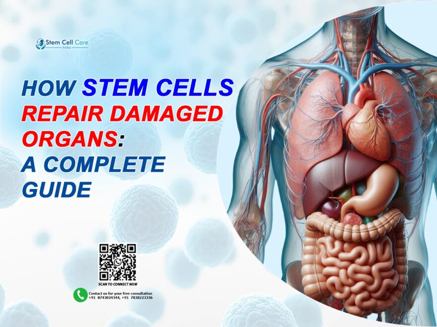 Stem Cells