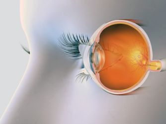 Optic Nerve