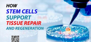 Stem Cells
